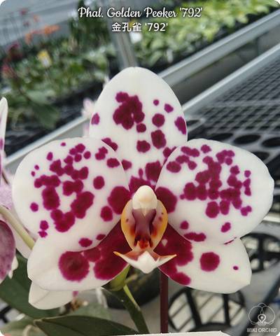Schwerter orchids deals
